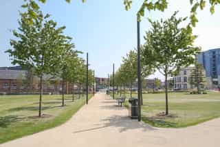 An image of Aire Park path with trees planted at either side