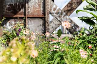 Image of flowers in detail