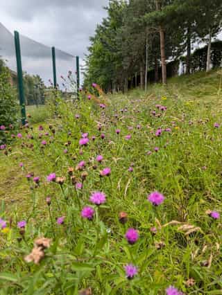 An image of pink wildflowers growing in between a fence and trees
