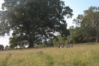 An image of people sitting in long grass beside a large tree