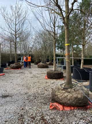 An image of trees ready to be planted on site